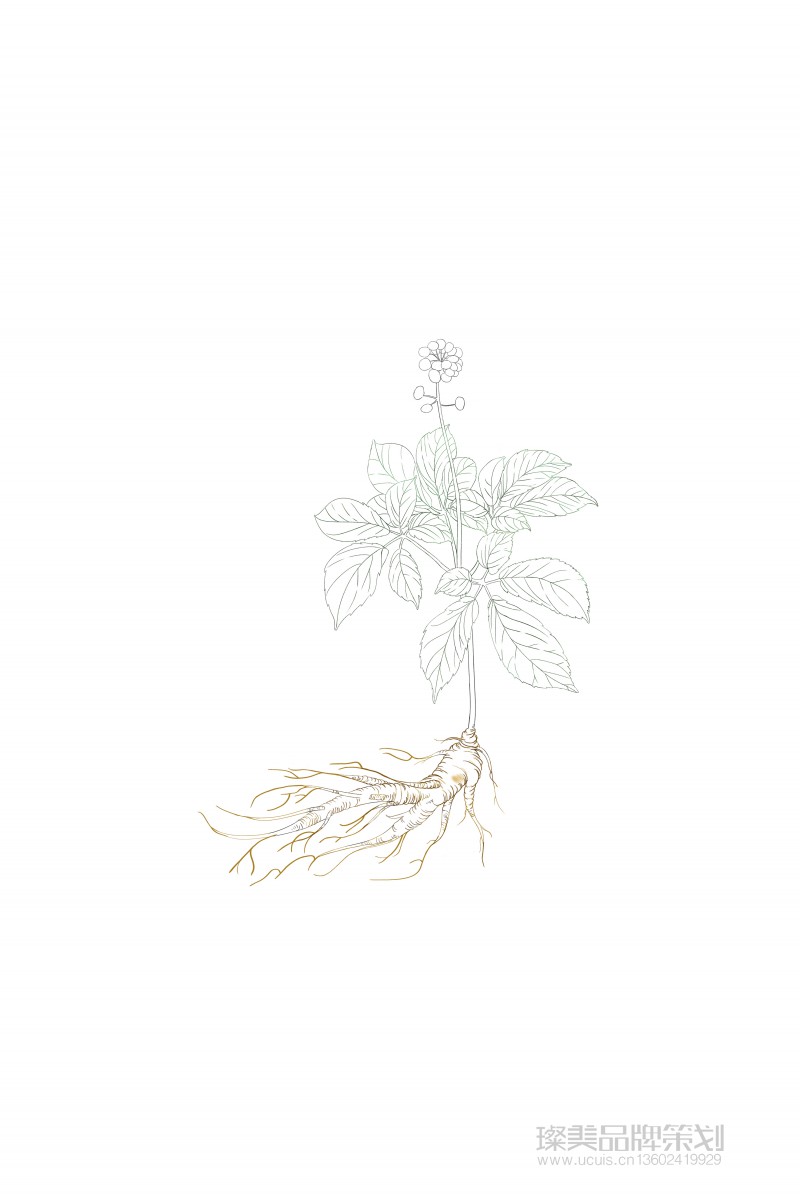 ucui中草藥人參植物國潮風(fēng)化妝品包裝設(shè)計圖01